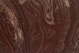 Polished, Neoproterozoic Stromatolite (Conophyton) - Morocco #350926-1